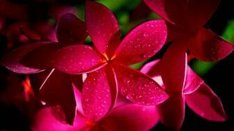 Flowers Wallpaper HD Desktop Wallapers High