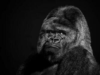 Excellent HD Gorilla Wallpaper HDwallsource