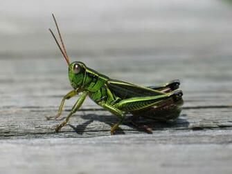 File Grasshopper In Nova Scotia Jpg