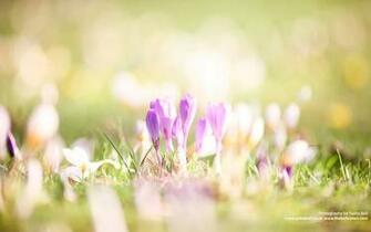 Early Spring March Wallpaper Photo Sharing
