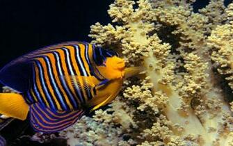 Coral Reef Wallpaper Desktop S