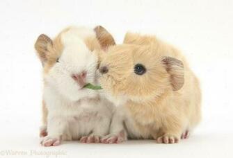 Baby Pig Image