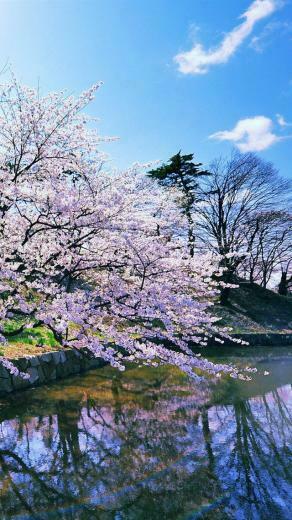 Japanese Cherry Blossoms iPhone Wallpaper 5s 5c