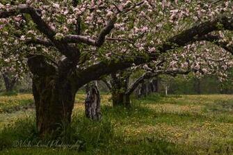 Apple Orchard Wallpaper