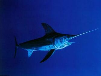 Swordfish Wallpaper