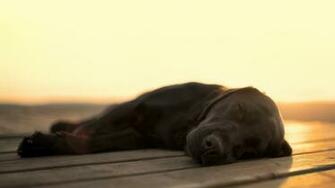 Black Labrador HD Wallpaper Wallpapercharlie