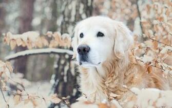 Golden Retriever Winter Wallpaper Background