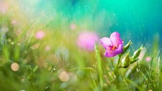 Rain Wallpaper Desktop HD Pictures Image