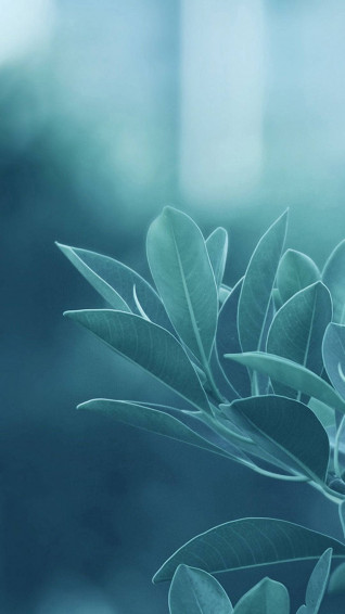 Leaves Aesthetic Wallpaper