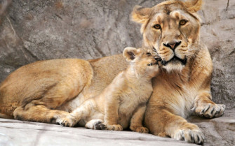 Baby Lion Background Wallpaper