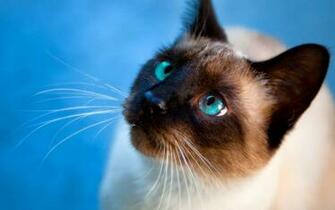 Balinese Windows Wallpaper Animal Planet HD
