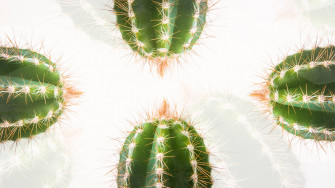 Minimalist Plant Wallpaper