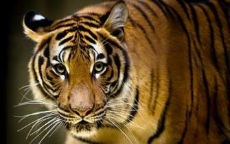 Very Big Tiger Wallpaper55 Best Wallpaper For Pcs