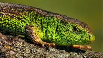 Reptile Wallpaper