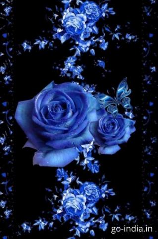 Best Blue Rose Wallpaper Image And Photos For A Perfect