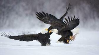 Bird Wallpaper Desktop Eagle