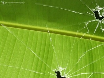 Cracked Screen Wallpaper Mac D