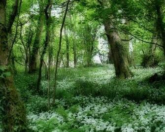 Green Forest Wallpaper