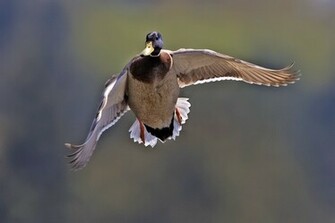 Mallard Duck Flying Pictures Nature Wallpaper