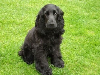 Cocker Spaniel Wallpaper Dogbreedswallpaper