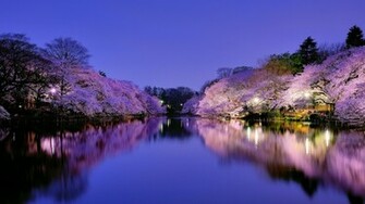 Cherry Blossom On Park Lake In Osaka Wallpaper HD