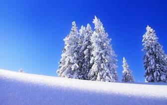 HD Wallpaper Nature Flowers Snow Covered Trees