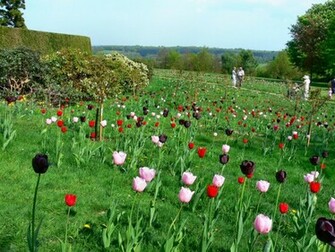 English Rose Garden Wallpaper G