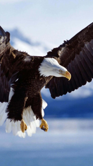 Eagle iPhone Wallpaper