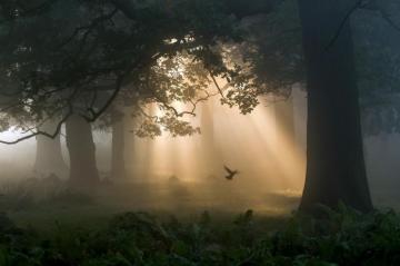 Birds Trees Mobile Wallpaper Forest Grove