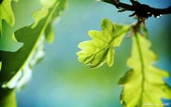 Oak Wallpaper