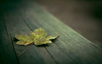 Leaf Desktop Background Wallpaper High Definition Quality