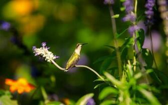 Pure High Definition HD You Can Cool Desktop Image For