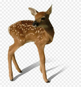 Transparent Deer Png White Tailed Fawn