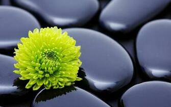 Wallpaper Flower Stone Petals Smooth