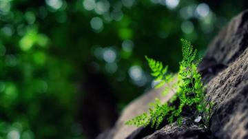 Plant Wallpaper Top Background