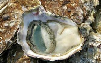 Oyster Wallpaper Animals Town