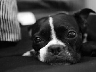Boston Terrier Wallpaper