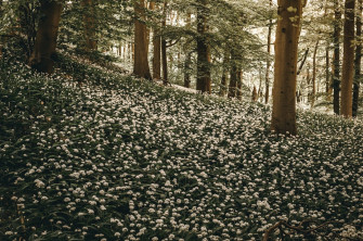 Nature Flower HD Wallpaper