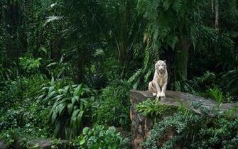 Jungle Animals Wallpaper
