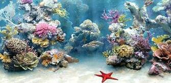 Crawler 3d Marine Aquarium Screensaver Fish