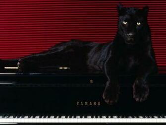 Panther Eyes Wallpaper Black Piano