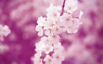Cherry Blossoms Wallpaper Photos Kate Net Created