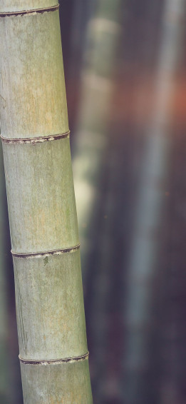 Bamboo iPhone Wallpaper