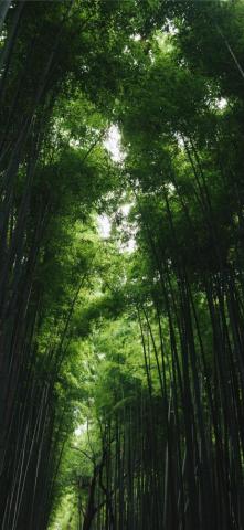 Best Forest iPhone HD Wallpaper