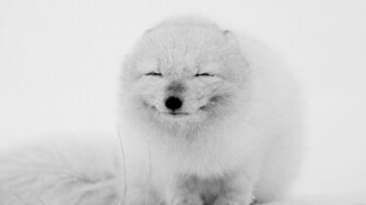Wallpaper Arctic Fox Happy Moment HD Ultra