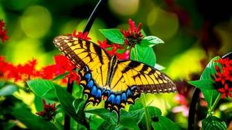 Colorful Butterfly HD Image Wallpaper