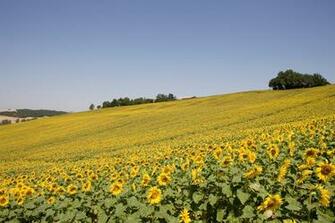 Image Syngenta