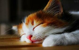 Very Cute Cat Wallpaper Animal Zoo