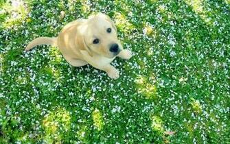 Labrador Retriever Parts Spring Wallpaper Dogs