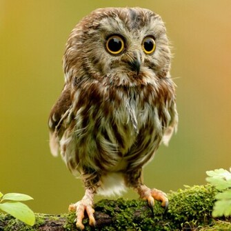 Cute Little Owl Wallpaper For iPad
